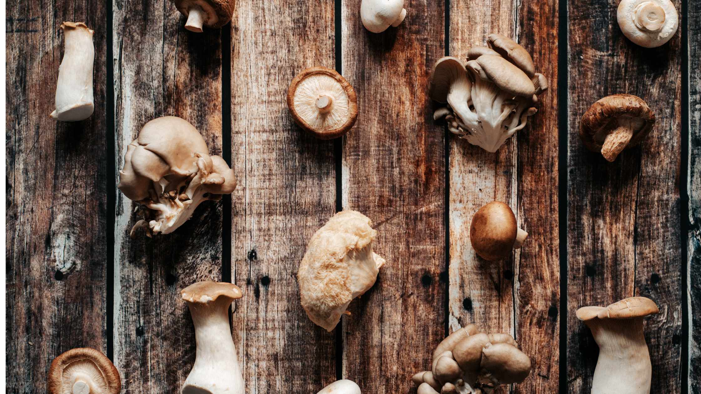 The Benefits of Mushroom Gummies: Exploring the Power of Mushroom Blend